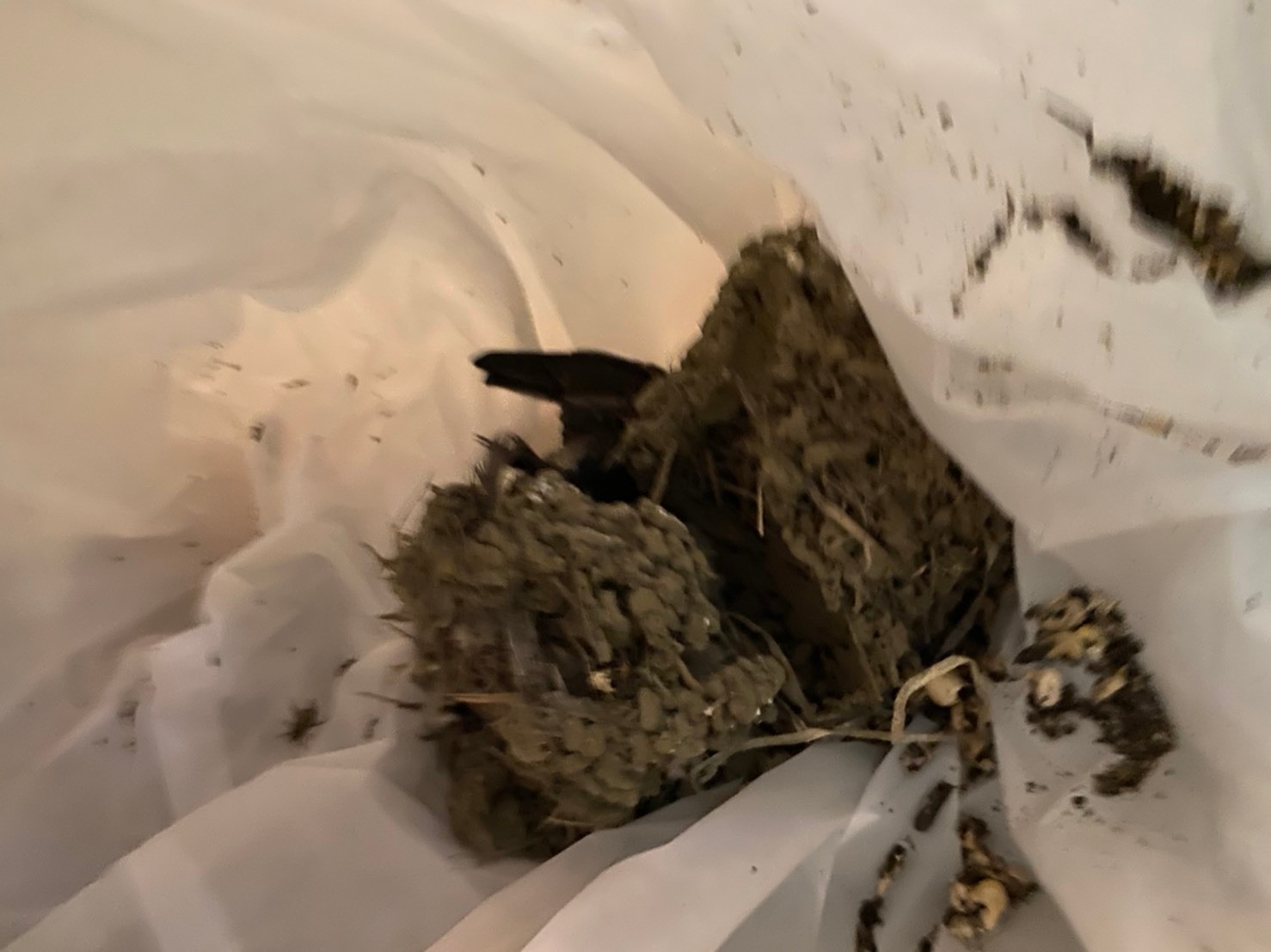 リフォーム　高崎　鳥対策